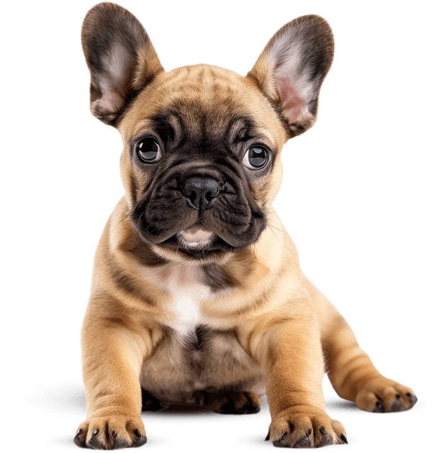 bulldog.png